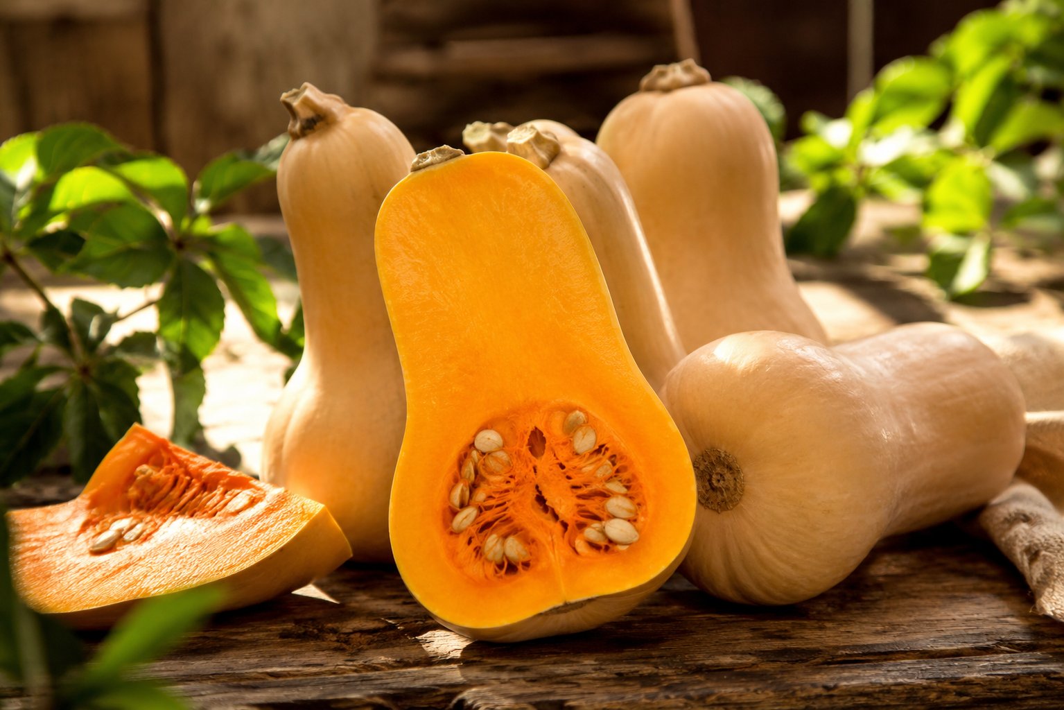 Calabazas butternut en el campo, Vega Baja del Segura